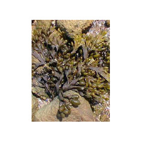 Tsa Fucus Vesiculosus 50 ml