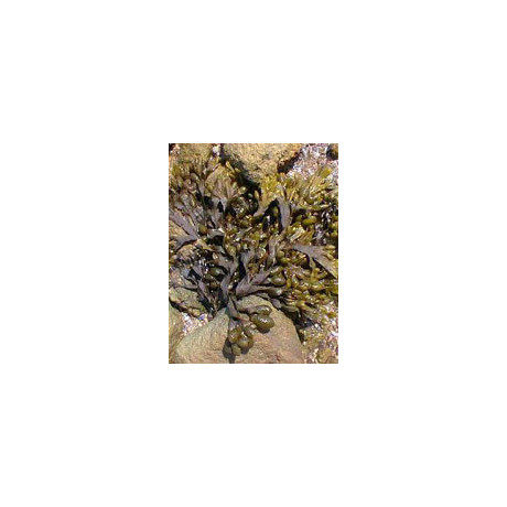 Tsa Fucus Vesiculosus 50 ml