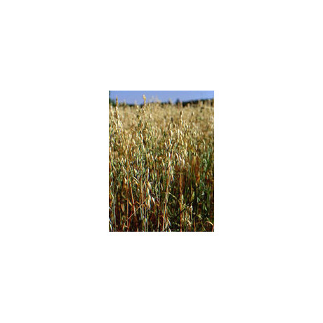 Tsa Avena Sativa 50 ml