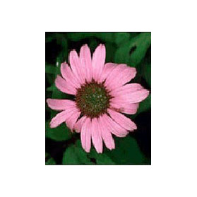 Tsa Echinacea Angustifolia50 ml