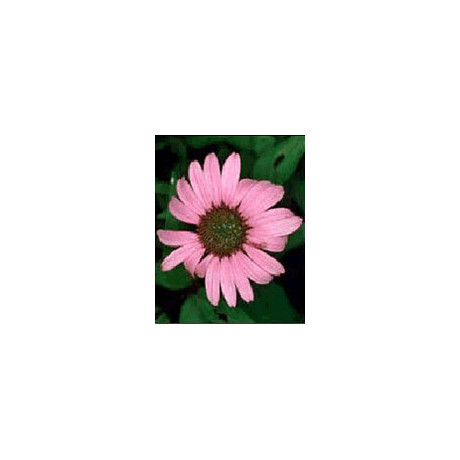 Tsa Echinacea Angustifolia50 ml