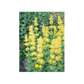 Tsa Gentiana Lutea 50 ml