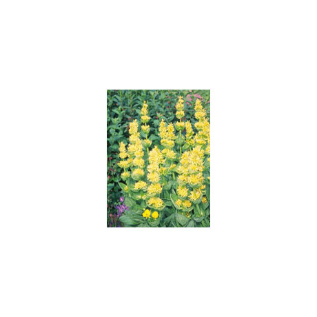 Tsa Gentiana Lutea 50 ml