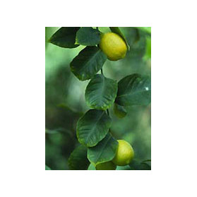 Msa Citrus Limonum 50 ml