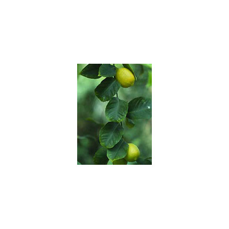 Msa Citrus Limonum 50 ml