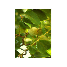 Msa Prunus Amygdalus 50 ml