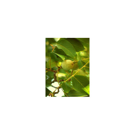 Msa Prunus Amygdalus 50 ml