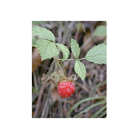 Msa Rubus Idaeus 50 ml
