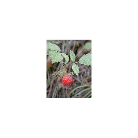 Msa Rubus Idaeus 50 ml
