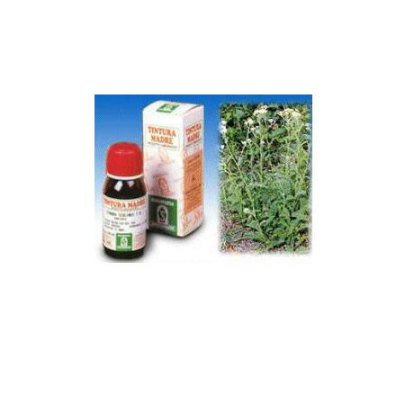 Achillea 51 50ml Tm