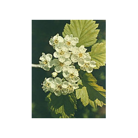 Msa Crataegus Oxyaca 50 ml