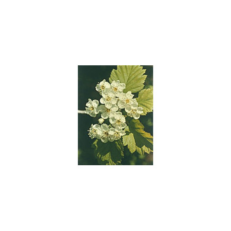 Msa Crataegus Oxyaca 50 ml