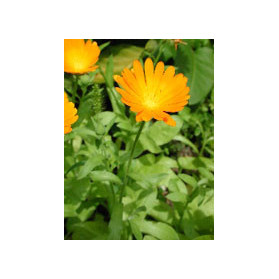 Tsa Calendula Officinalis 50 ml