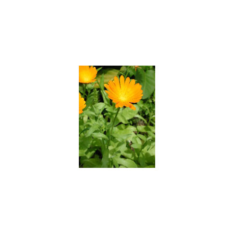Tsa Calendula Officinalis 50 ml