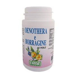 Oenothera Borragine 40 Perle