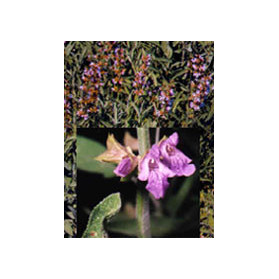Tsa Salvia Officinalis 50 ml