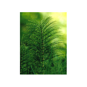 Tsa Equisetum Arvense 50 ml