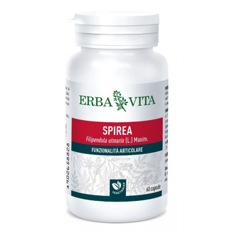 Spirea Ulmaria 60 Capsule 400 mg