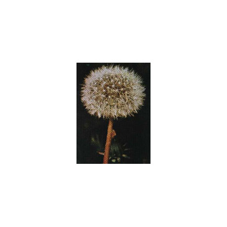 Tsa Taraxacun Officinalis 50 ml