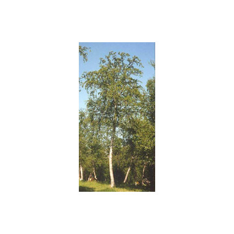 Msa Betula Pubescens 50 ml