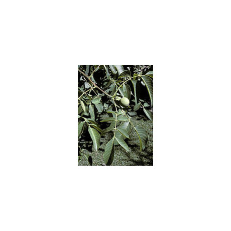Msa Juglans Regia 50 ml