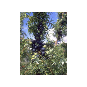Msa Juniperus Commun 50 ml
