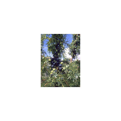 Msa Juniperus Commun 50 ml