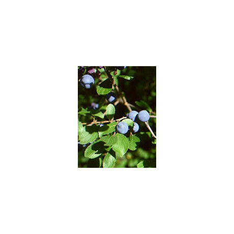 Msa Prunus Spinosa 50 ml