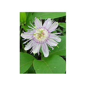 Tsa Passiflora Incarnata 50 ml