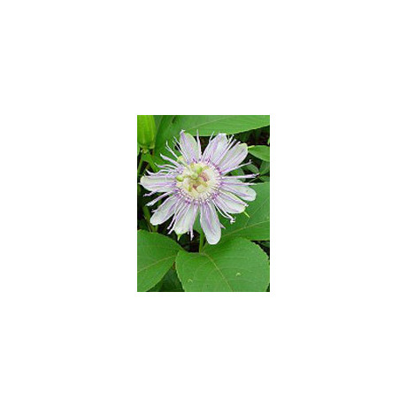 Tsa Passiflora Incarnata 50 ml