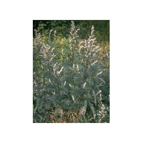 Tsa Artemisia Vulgaris 50 ml