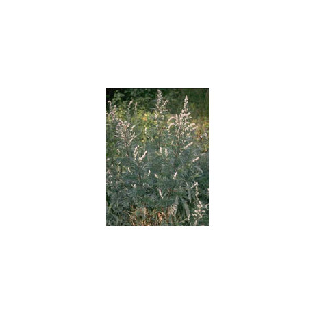 Tsa Artemisia Vulgaris 50 ml