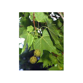 Msa Platanus Orienta 50 ml