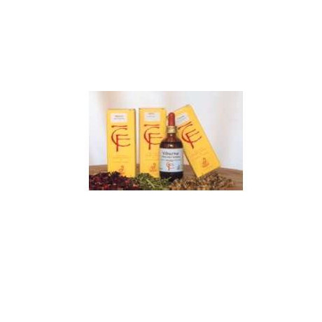 Acero Campestre Gemme 50ml mg